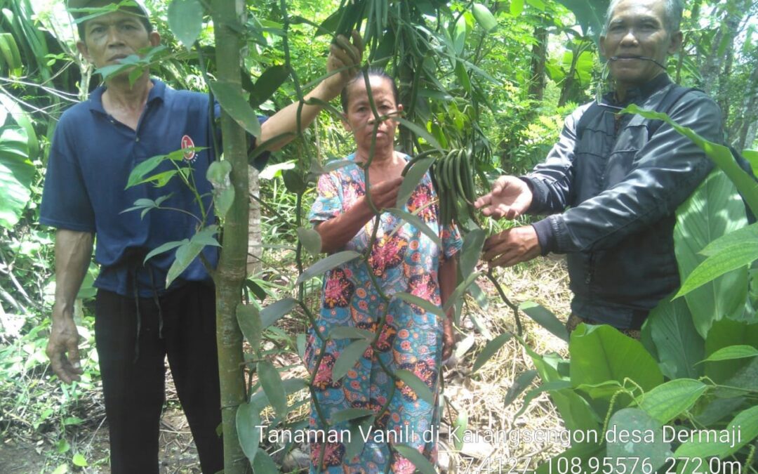 Petani Dermaji Kembali Budidaya Vanili di Musim Tanam 2018