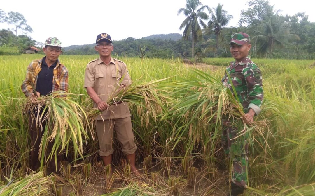 Petani Dermaji Mulai Panen