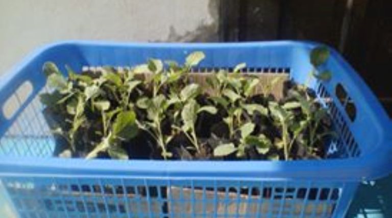Karang Taruna Bima Sakti Sirongge Berikan Bantuan Bibit Sayur
