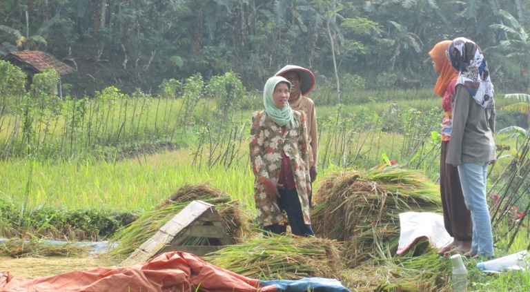 Maret, Bulan Panen Padi di Wilayah Desa Dermaji