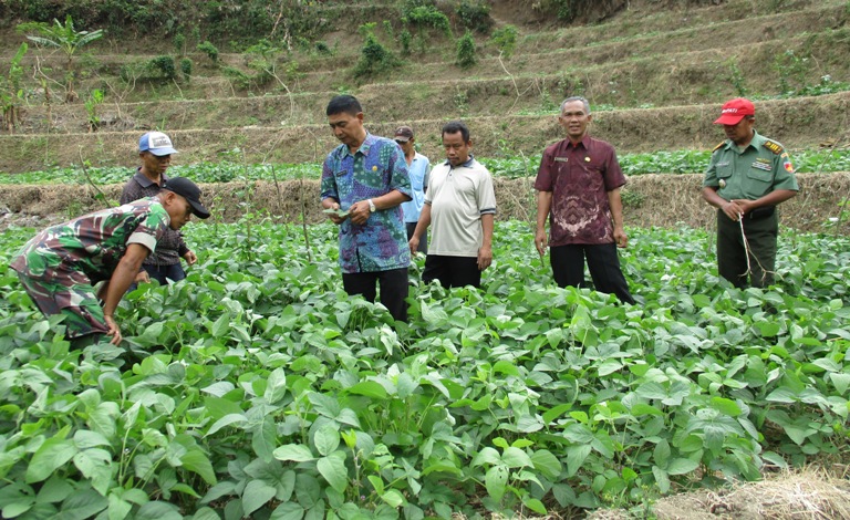 Akibat Kekeringan Kedelai yang Ditanam Petani Dermaji Terancam Gagal Panen