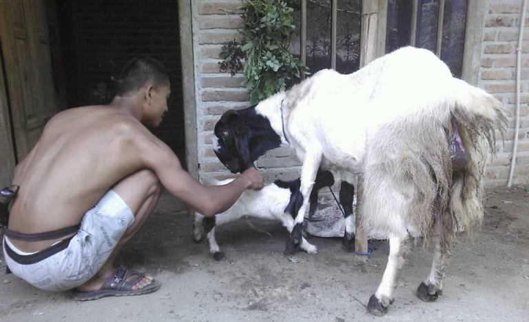 Kambing Bantuan PNPM yang Diterima Kelompok Ternak RT 03 RW 4 Beranak
