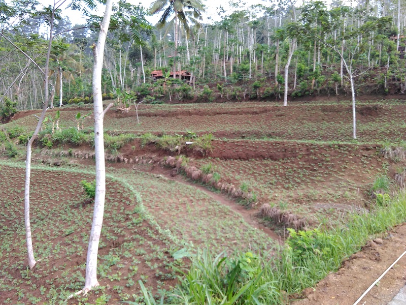 Udan Teka Tetandha Wis Mangsane Nenandur