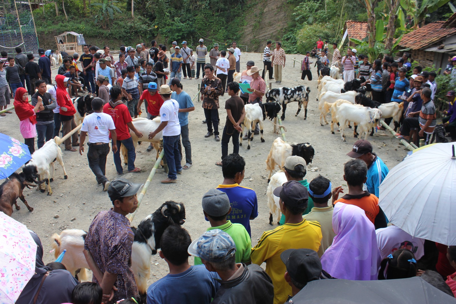 45 Ekor Kambing Peranakan Etawa Ikuti Festival Dermaji Lumbir