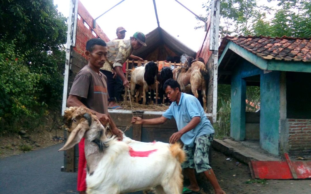 Jelang Idul Adha, Ratusan Kambing PE dari Desa Dermaji Dijual ke Jakarta