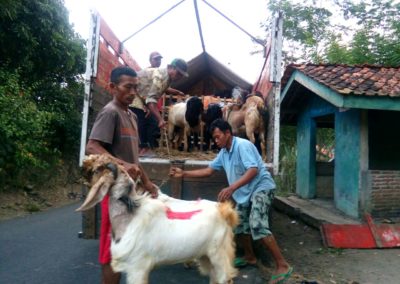 Jelang Idul Adha, Ratusan Kambing PE dari Desa Dermaji Dijual ke Jakarta