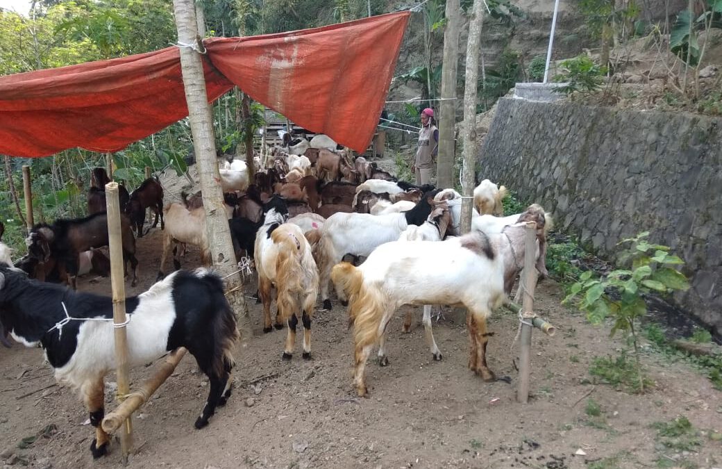 Mau Cari Kambing untuk Kurban? Datang Saja ke Dermaji