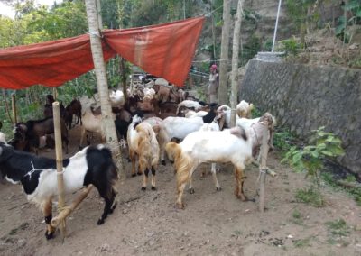 Mau Cari Kambing untuk Kurban? Datang Saja ke Dermaji