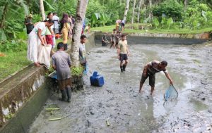 Tradisi Memanen Ikan sebelum Lebaran
