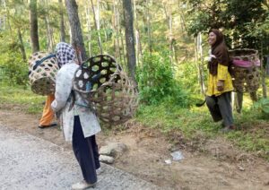 Wanita Tangguh Pencari Pakan Ternak