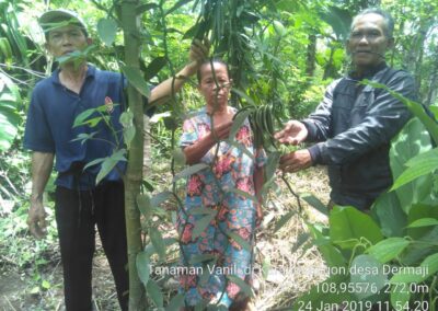 Petani Dermaji Kembali Budidaya Vanili di Musim Tanam 2018