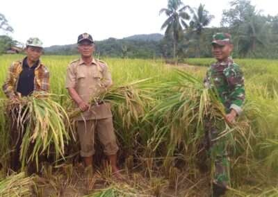 Petani Dermaji Mulai Panen