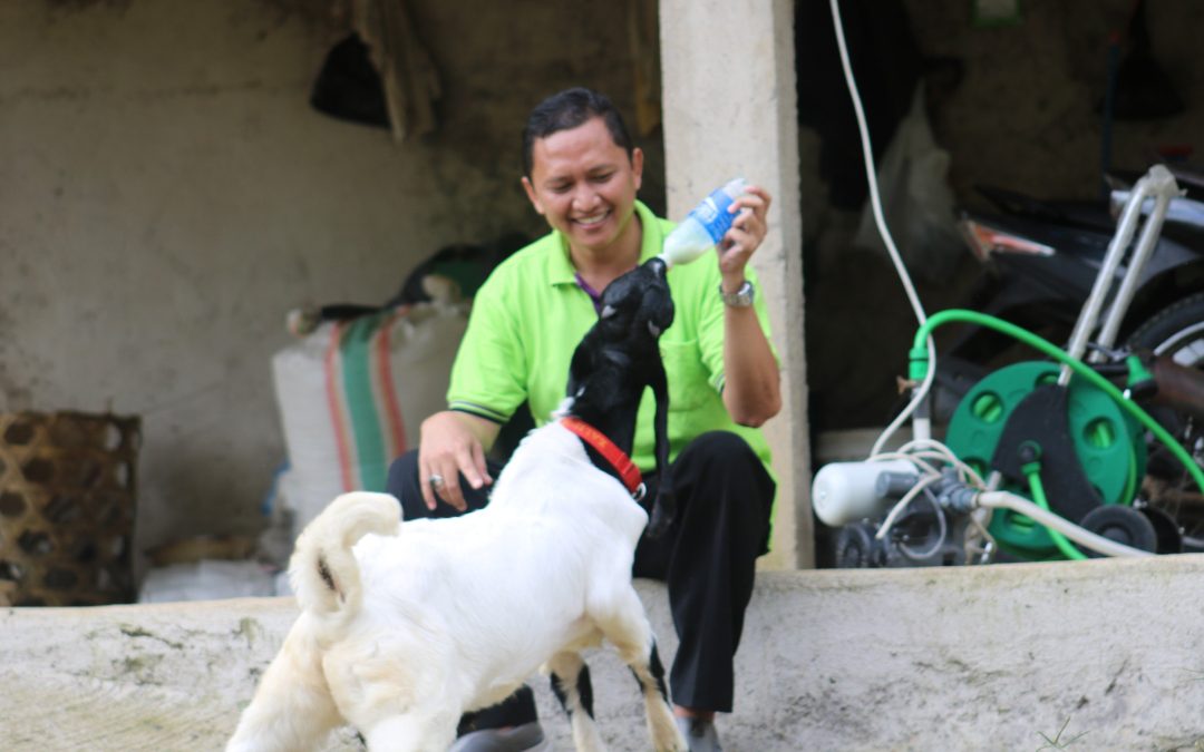 Prospek Budidaya Ternak Kambing di Desa Dermaji