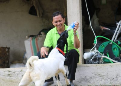 Prospek Budidaya Ternak Kambing di Desa Dermaji
